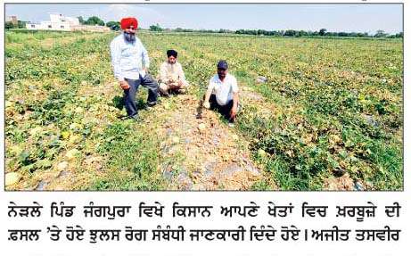  ਖ਼ਰਬੂਜ਼ੇ ਦੀ ਫ਼ਸਲ 'ਤੇ ਝੁਲਸ ਰੋਗ ਦੇ ਹਮਲੇ ਨੇ ਕਿਸਾਨਾਂ ਦੀਆਂ ਆਸਾਂ 'ਤੇ ਫੇਰਿਆਂ ਪਾਣੀ
<br/> 
