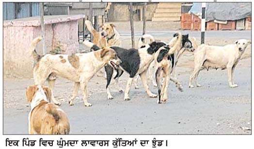  ਸੁਪਰੀਮ ਕੋਰਟ ਦੇ ਦਖਲ ਤੋਂ ਬਾਅਦ ਵੀ ਲਾਵਾਰਸ ਕੁੱਤਿਆਂ ਦੀ ਸਮੱਸਿਆ ਦਾ ਕੋਈ ਨਹੀਂ ਹੋ ਰਿਹਾ ਹੱਲ  