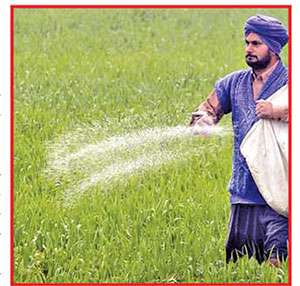 ਝੋਨੇ ਦੀ ਫ਼ਸਲ ਵਿਚ ਖਾਦਾਂ ਦੀ ਸੁਚੱਜੀ ਵਰਤੋਂ