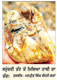 18 ਲੱਖ ਸਾਲਾਂ ਤੋਂ ਮਿੱਟੀ ’ਚ ਦੱਬਿਆ ਹਾਥੀ ਦਾ ਪ੍ਰਾਚੀਨ ਦੰਦ ਬੱਚੇ ਨੂੰ ਸਮੁੰਦਰੀ ਤੱਟ ਤੋਂ ਮਿਲਿਆ