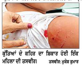  ਕੁੱਤਿਆਂ ਦਾ ਕਹਿਰ ਜਾਰੀ, ਇੱਕ ਮਹਿਲਾ ਆਵਾਰਾ ਕੁੱਤਿਆਂ ਦਾ ਹੋਈ ਸ਼ਿਕਾਰ
