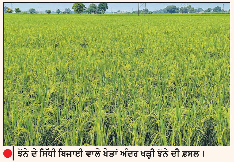 ‘ਝੋਨੇ ਦੇ ਸਿੱਧੀ ਬਿਜਾਈ’ ਵਾਲੇ ਖੇਤਾਂ ਅੰਦਰ ‘ਹਰੇ ਇਨਕਲਾਬ ਦੀ ਮਹਿਕ’
ਸਿੱਧੀ ਬਿਜਾਈ ਕਰਨ ਵਾਲੇ ਬਹੁਤੇ ਕਿਸਾਨ ਸੰਬੰਧਿਤ ਵਿਭਾਗ ਦੀ ਪਹੁੰਚ ਤੋਂ ਦੂਰ