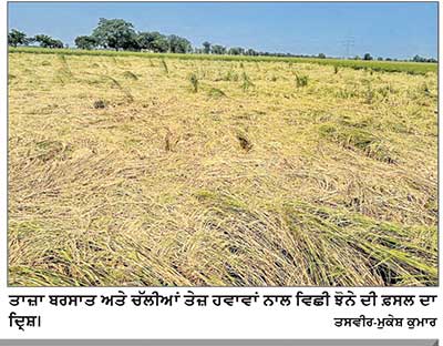 ਮੀਂਹ ਕਾਰਨ ਜ਼ਿਲ੍ਹਾ ਸੰਗਰੂਰ ’ਚ ਝੋਨੇ ਦੀ ਵਾਢੀ ’ਚ ਆਈ ਖੜੋਤ