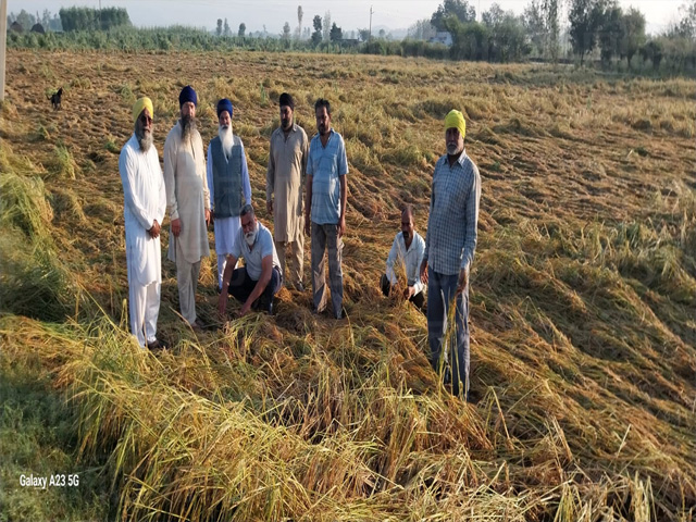 ਭਾਰੀ ਗੜ੍ਹੇਮਾਰੀ ਨਾਲ ਕਿਸਾਨਾਂ ਦੀ 70 ਕਿਲ੍ਹੇ ਦੇ ਕਰੀਬ ਝੋਨੇ ਦੀ ਫ਼ਸਲ ਦਾ ਹੋਇਆ ਨੁਕਸਾਨ