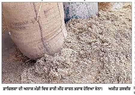 ਫ਼ਾਜ਼ਿਲਕਾ ਅਨਾਜ ਮੰਡੀ ’ਚ ਮੀਂਹ ਨੇ ਮਚਾਈ ਤਬਾਹੀ, 2500 ਕੁਇੰਟਲ ਝੋਨਾ ਰੁੜ੍ਹਿਆ, 70 ਹਜ਼ਾਰ ਬੋਰੀਆਂ ਭਿੱਜੀਆਂ
ਸੈਂਕੜੇ ਕੁਇੰਟਲ ਝੋਨਾ ਖ਼ਰਾਬ ਹੋਣ ਨਾਲ ਕਿਸਾਨਾਂ ਤੇ ਆੜ੍ਹਤੀਆਂ ਨੂੰ ਲੱਖਾਂ ਦਾ ਨੁਕਸਾਨ, ਮੁਆਵਜ਼ੇ ਦੀ ਉੱਠੀ ਮੰਗ