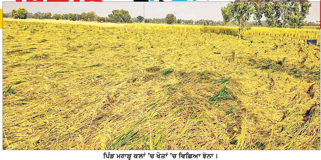 ਗੜੇਮਾਰੀ, ਬਾਰਿਸ਼ ਤੇ ਤੇਜ਼ ਹਨੇਰੀ ਕਾਰਨ ਸ੍ਰੀ ਮੁਕਤਸਰ ਸਾਹਿਬ ਜ਼ਿਲ੍ਹੇ ਦੇ 41 ਪਿੰਡਾਂ ਵਿਚ 24 ਹਜ਼ਾਰ ਏਕੜ ਰਕਬੇ ’ਚ ਝੋਨੇ ਦੀ ਫ਼ਸਲ ਬਰਬਾਦ