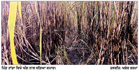 ਸ਼ਰਾਰਤੀ ਅਨਸਰਾਂ ਨੇ ਅੱਗ ਲਗਾ ਕੇ ਗੰਨੇ ਦੀ ਫ਼ਸਲ ਦਾ ਕੀਤਾ ਭਾਰੀ ਨੁਕਸਾਨ
*4 ਕਨਾਲਾਂ ਕਮਾਦ ਸੜ ਕੇ ਸੁਆਹ