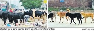 ਗਲੀਆਂ ਮੁਹੱਲਿਆਂ ਅਤੇ ਬਾਜ਼ਾਰਾਂ ਵਿੱਚ ਘੁੰਮਦੇ ਬੇਸਹਾਰਾ ਪਸ਼ੂ ਅਤੇ ਅਵਾਰਾ ਕੁੱਤੇ ਬਣੀ ਸੰਗਰੂਰ ਸ਼ਹਿਰ ਦੀ ਵੱਡੀ ਸਮੱਸਿਆ